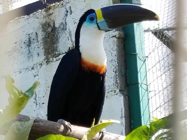 Zoo nul - Toucan