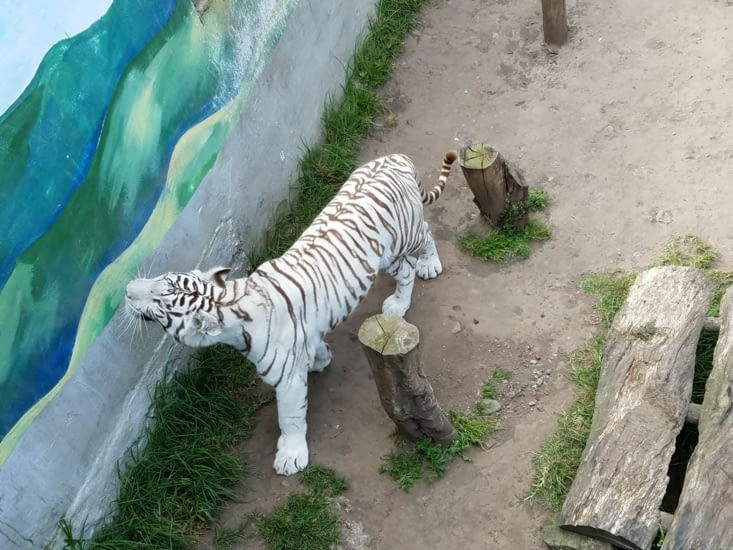 Zoo nul - Tigre blanc