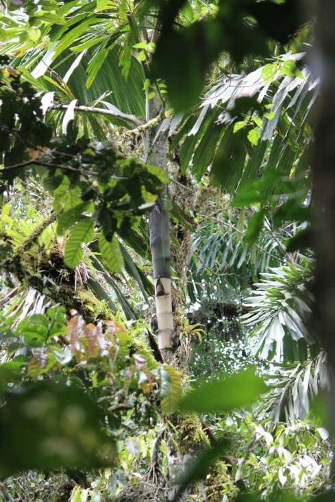 Palmier à coeur de palmier abattu par Wilson