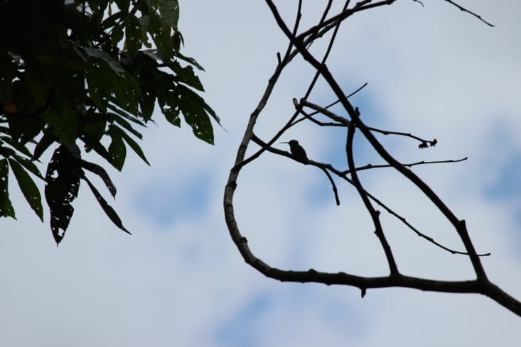 Puyo - parque real - colibris