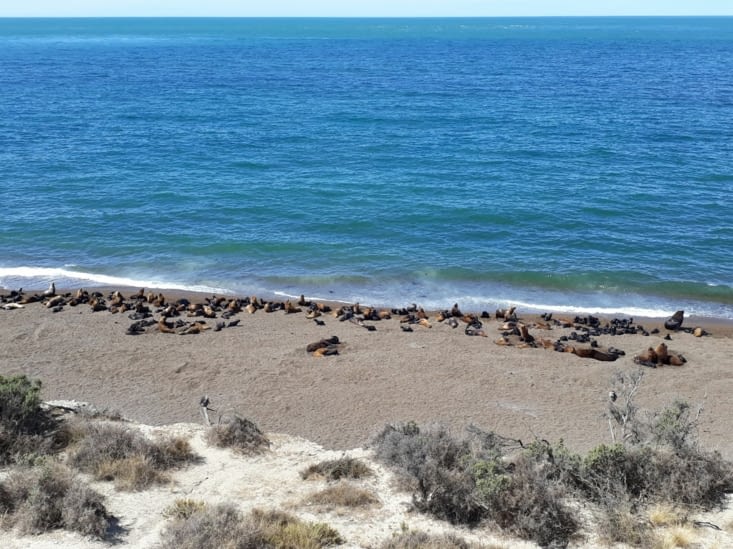 A la pointe nord de la péninsule ce sont les lions de mers qui se prélassent.