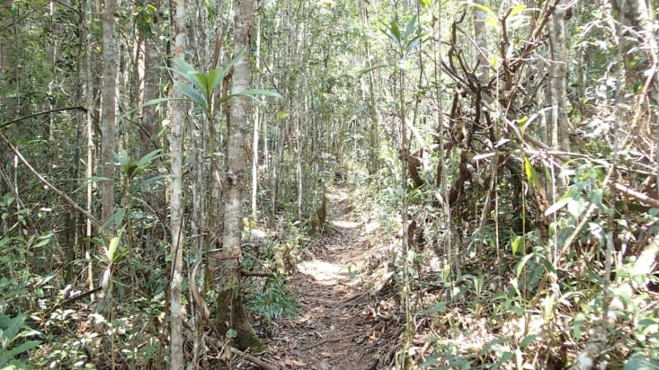 Forêt humide de la côte Est Malgache en fin de saison sèche