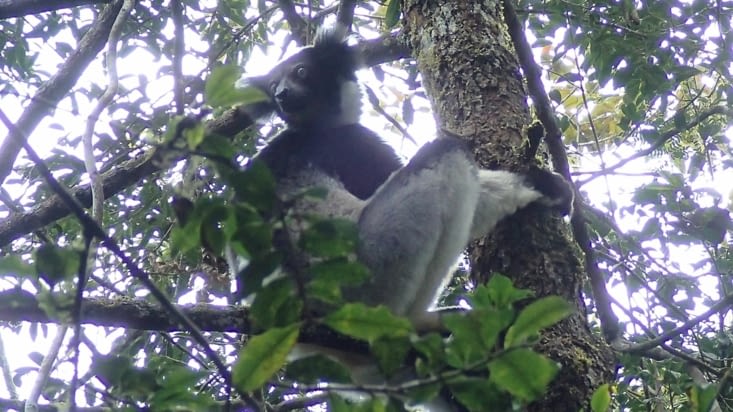 Indri Indri hurleur