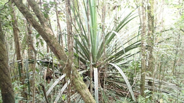 plante ou se réfugie toutes sortes d'insectes, mygales, lézards et j'en passe