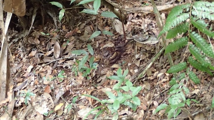 Vous les voyez ,, le couple d'oiseaux enlacés ?
