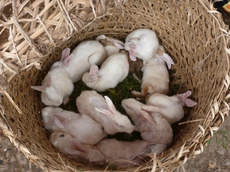 Petits lapins (A.B)