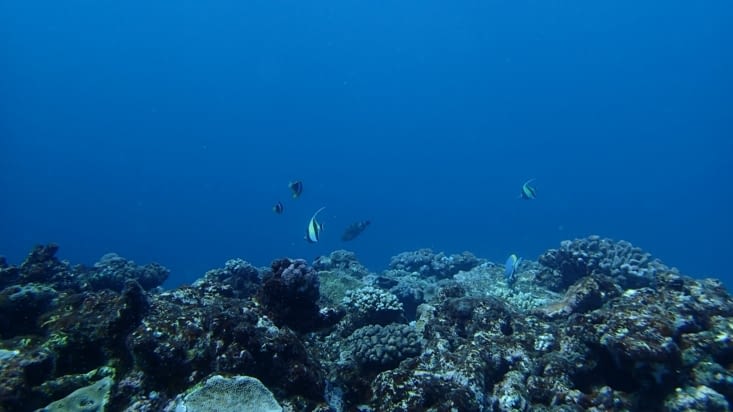 Fonds bleu à seulement -10m.