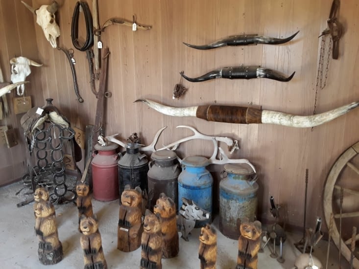 Impressionnant la taille des cornes