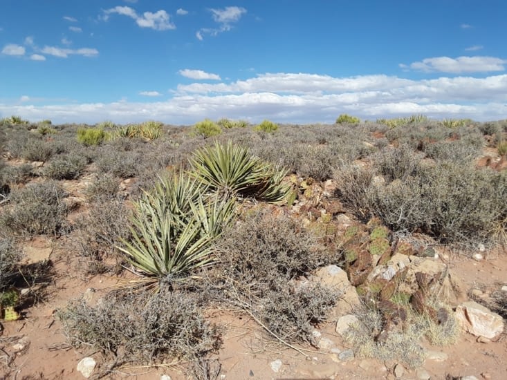 Voici la végétation de la région yucca et petit cactus