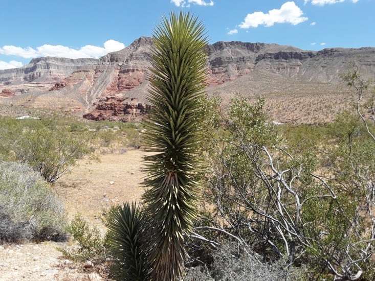 Ces plantes résistent à la forte chaleur et le peu de pluie