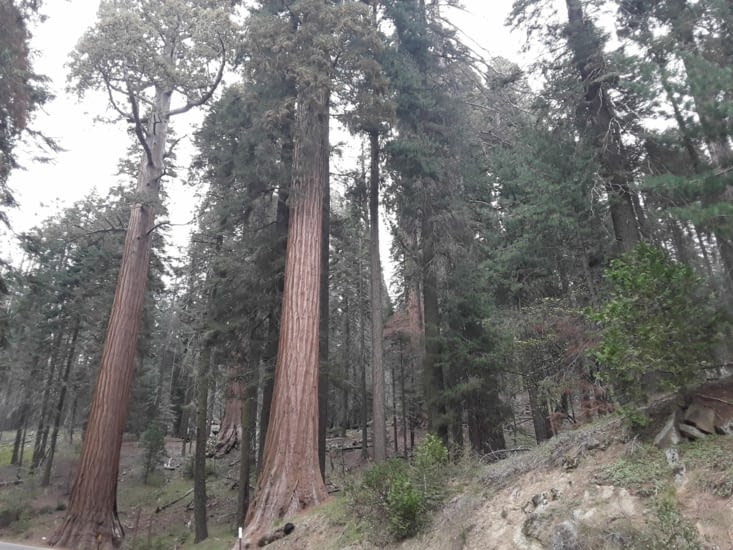 C est incroyable nous sommes a plus de 2000 m et des arbres poussent ici