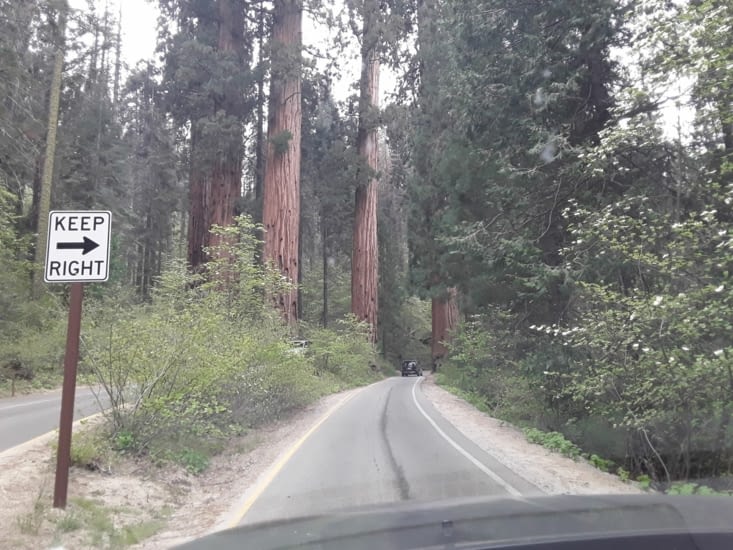 Sur la route dans le parc national des sequoias geant