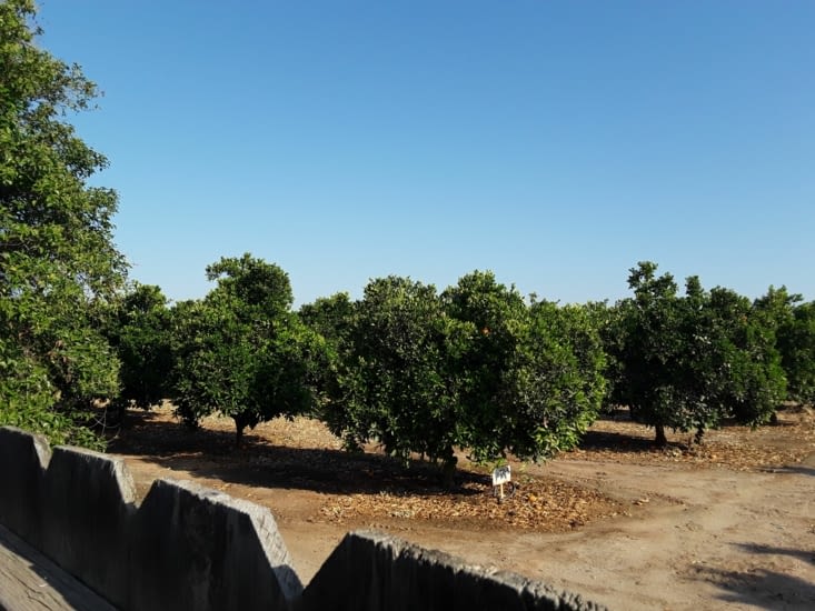 Des orangers partout