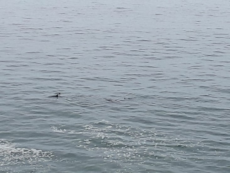 Une bande de dauphin remontent la côte,