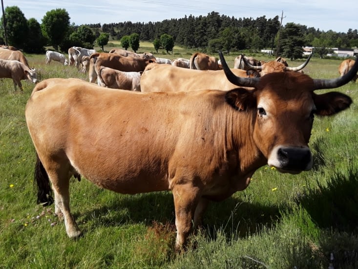 Les vaches aubrac
