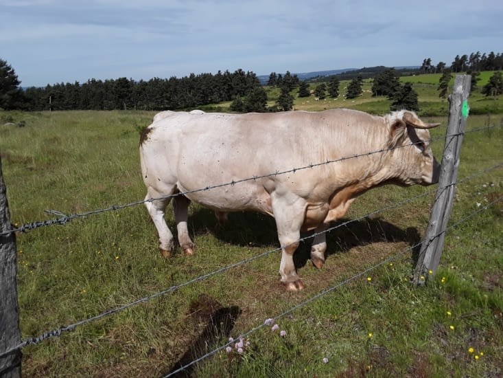 Voilà un jeune taureau qui observe les vaches du champs d en face