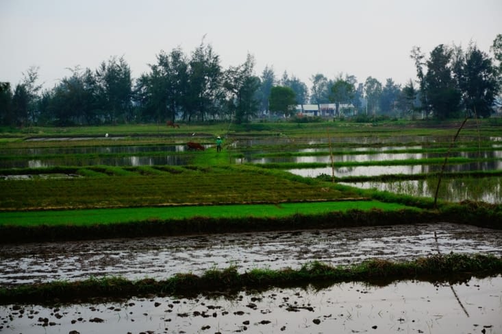 Tour en vélo dans les rizières
