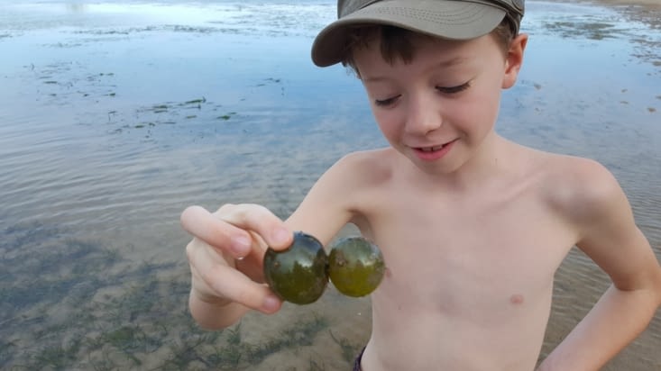 oeufs bizarres (normalement ils sont pas collés)
