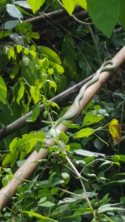le serpent juste à coté de la route