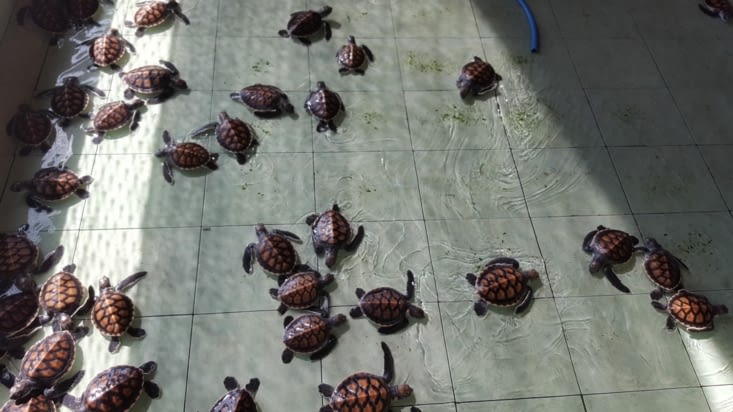 nursery des tortues