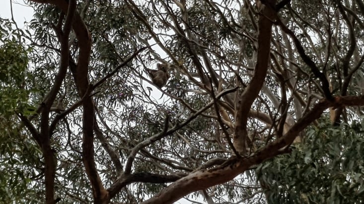 Hanson Bay Sanctuary