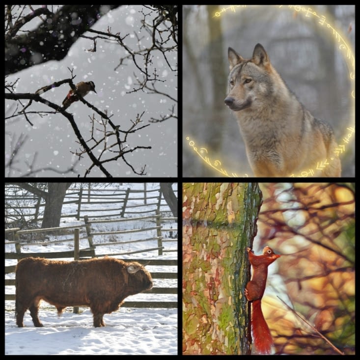 Some animals captured in Manon's camera (of course the wolf was from the park!)
