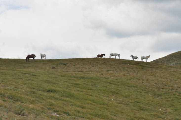 Horses on a mountain