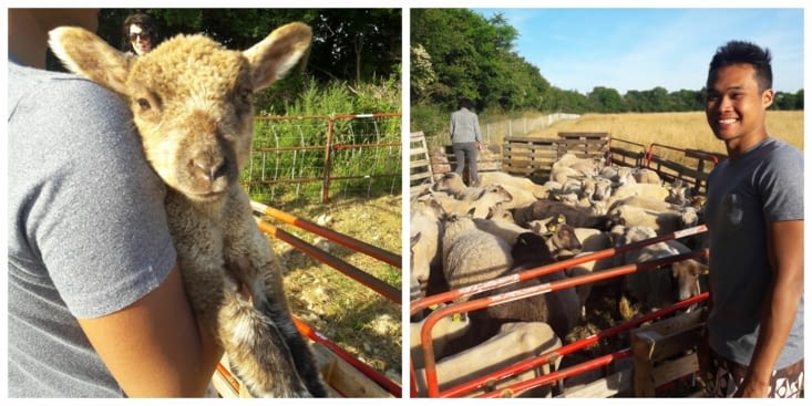 The sheeps of Stéphanie :D