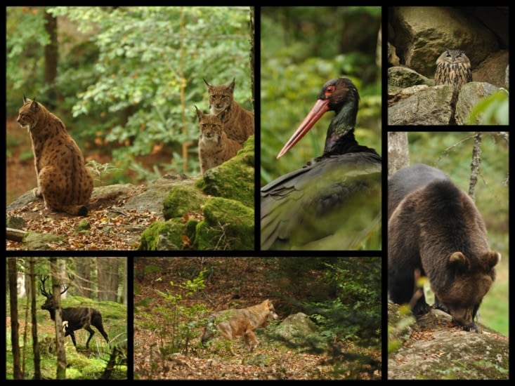 Some animals of the enclosure of Lusen.