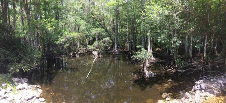 La mangrove des Everglades