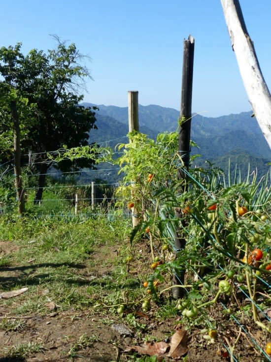 Les potagers de Mundo Nuevo