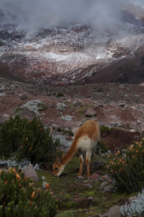 Coucou petite vigogne