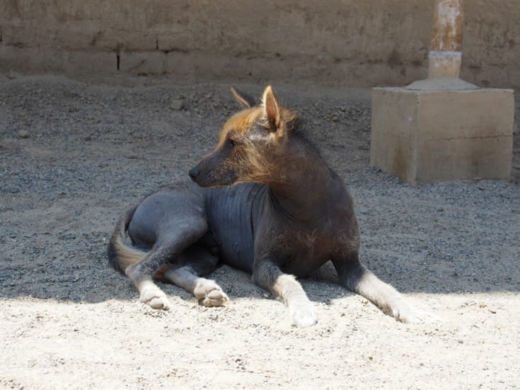 Les chiens sans poils, gardiens des sites archeologiques