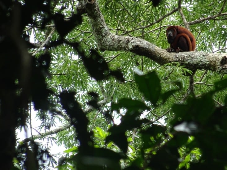 Mono roro, le plus bruyant de la jungle