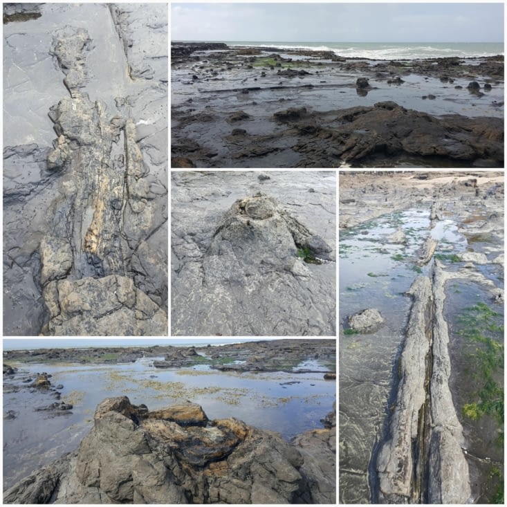 Forêt pétrifiée, Curio bay