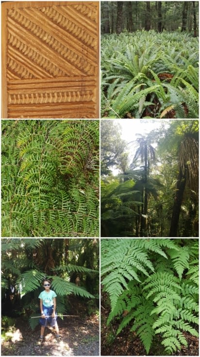 Des fougères et des fougères