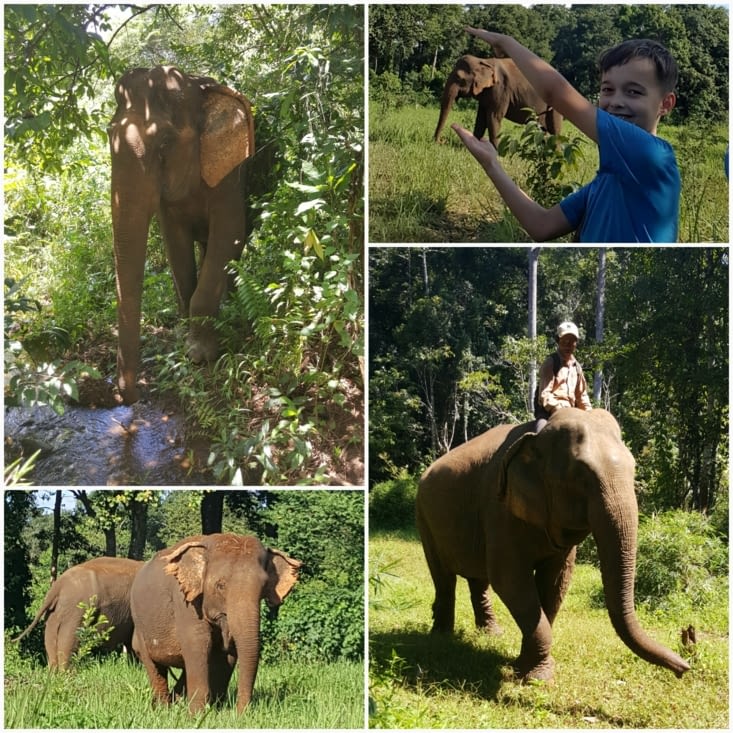 La rencontre avec les éléphants