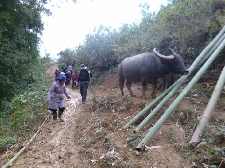 Bufle dans les bambous