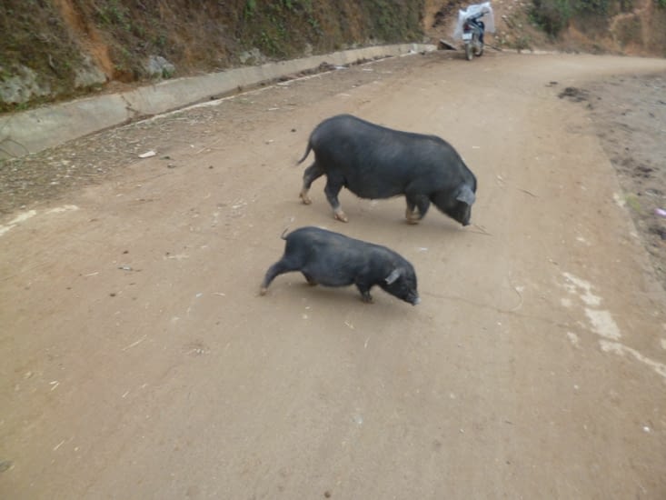 Cochons sur la route boueuse