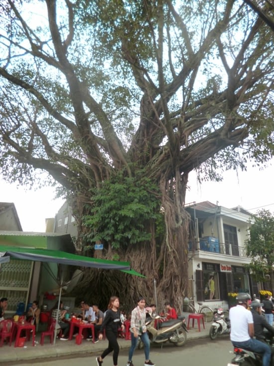 Banian dans la rue