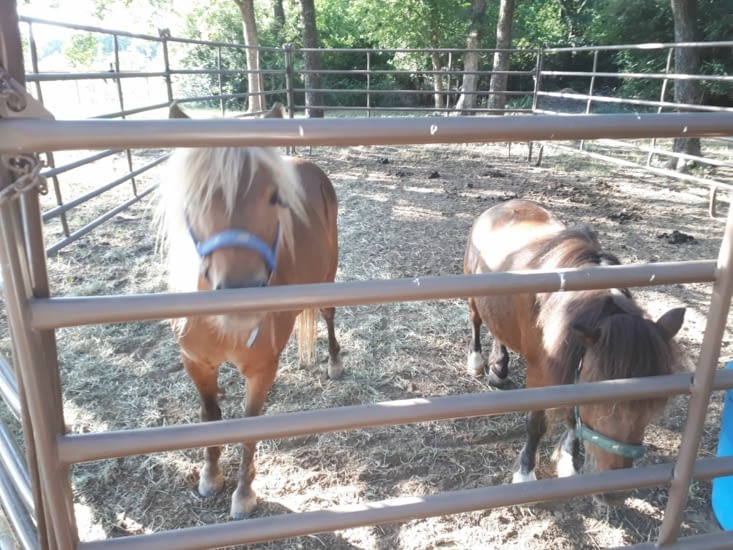 Les mini chevaux pour le plus grands plaisir des gamins