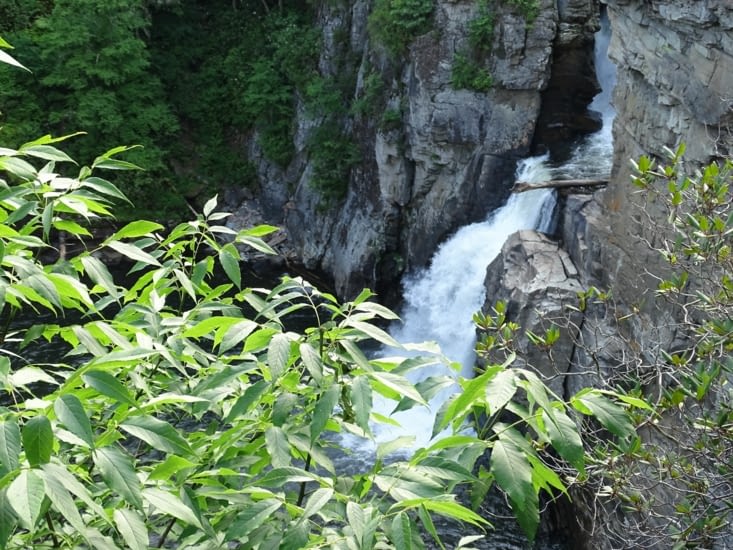 La chouette nature des Carolines
