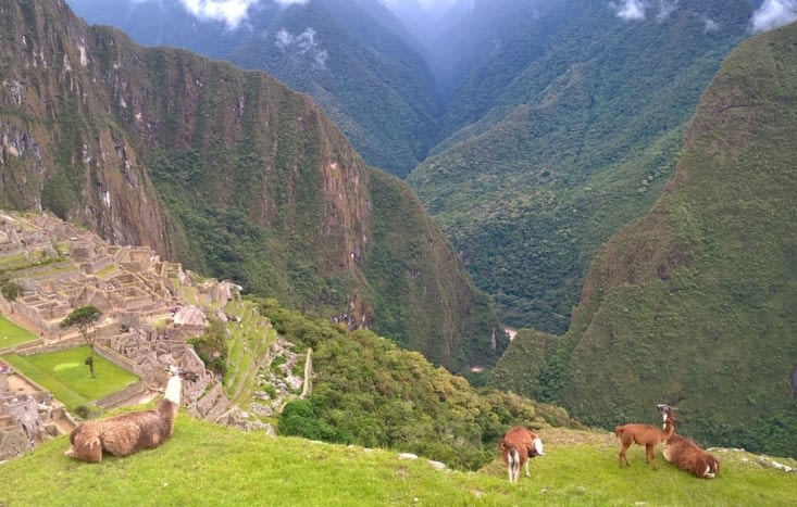 les lamas au machu