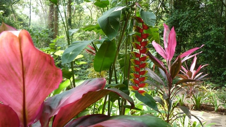 fleurs tropicales