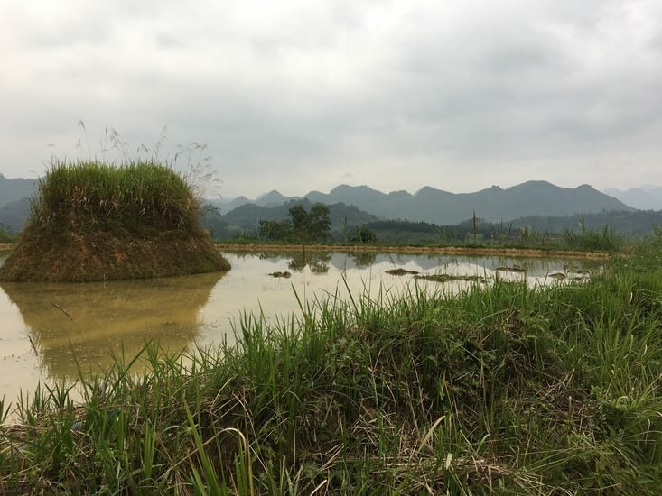 Paysages du Nord Vietnam, rizière