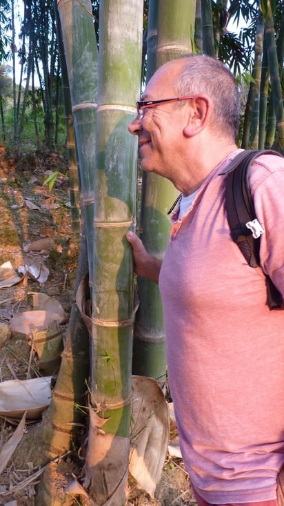 Précieux bambou