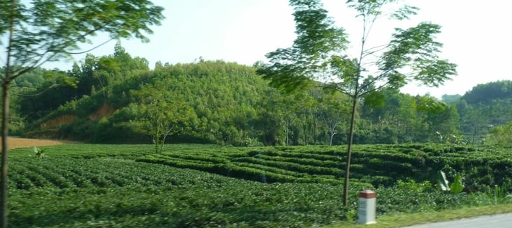 Sur la route, des plantations de thé