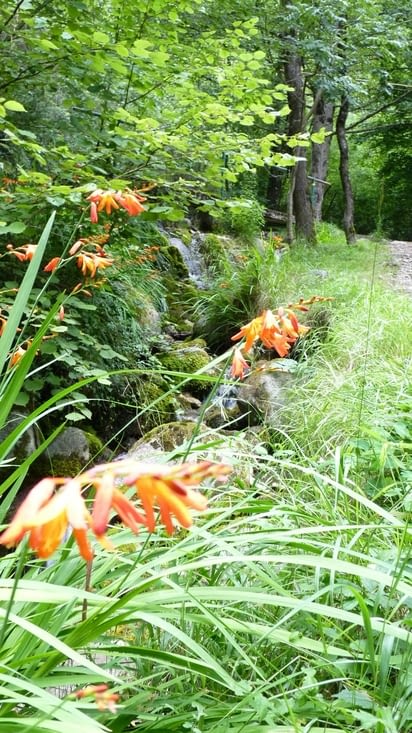 Crocosmia ou Montbrétia