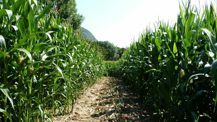 Par ici par exemple... Pourtant nous aimions bien ce chemin au milieu du champ de maïs!