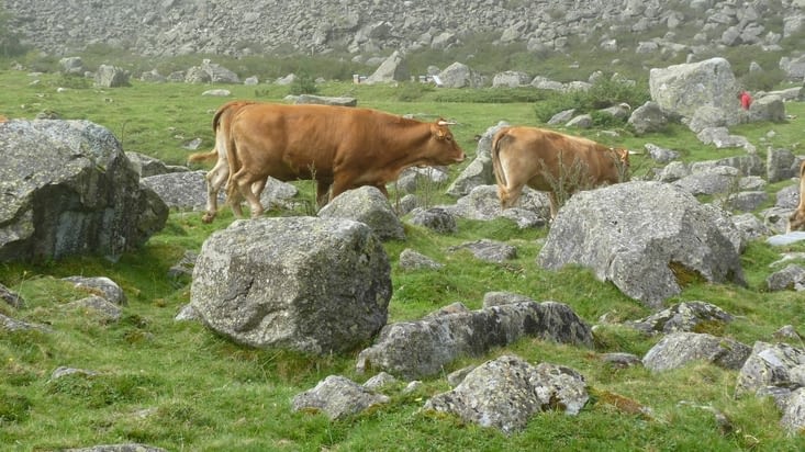 Les vaches paissent au milieu des randonneurs.